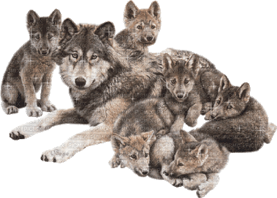 wolf bp - 無料のアニメーション GIF