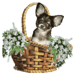 Chihuahua - GIF animado gratis