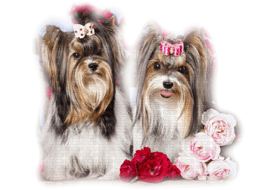 chiens - Free PNG