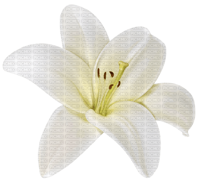 Kaz_Creations Flowers Flower - 免费PNG