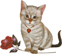 gatti - Gratis animerad GIF
