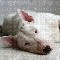 Bull-terrier - 無料png