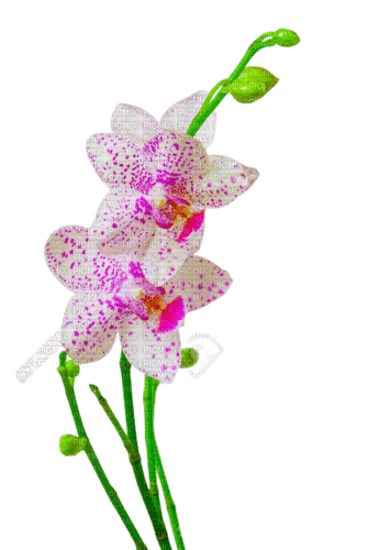 flower,orchid - kostenlos png