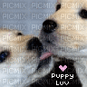 puppy love - GIF animado gratis