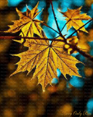 automn leaves - 免费动画 GIF