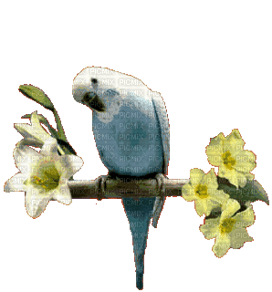 gif oiseau - Besplatni animirani GIF