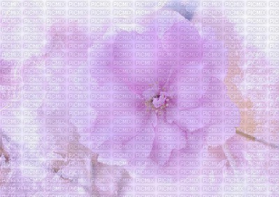 minou-bg-flower-purple - png grátis