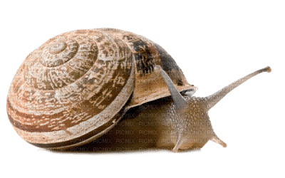 Caracol png - zadarmo png