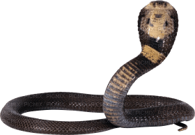 Kaz_Creations Snake - bezmaksas png