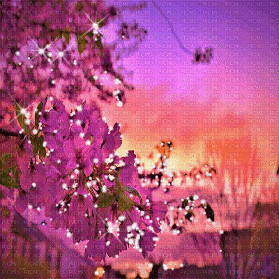 dolceluna asian spring animated background - GIF animado gratis