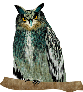 owl bp - GIF animado grátis