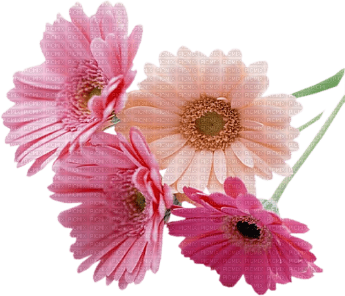 blume flowers - nemokama png