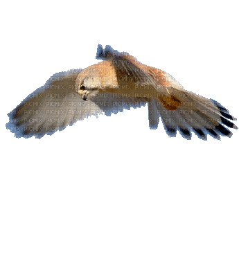 eagle bp - Free animated GIF