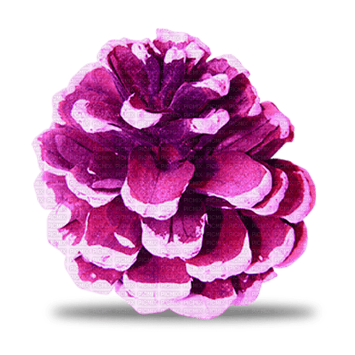 pine cone Bb2 - δωρεάν png