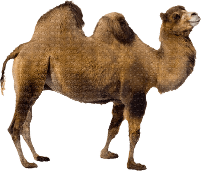 Wielbłąd dwugarbny - 免费PNG