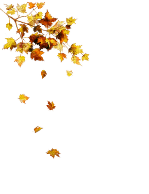 Autumn leaf - ücretsiz png