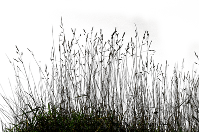 Plants.Grass.Hierba.Victoriabea - png ฟรี