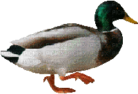 oiseau - Ingyenes animált GIF