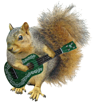 squirrel eichhörnchen écureuil animal animals  autumn automne tube gif anime animated animation  fun music guitar - Бесплатный анимированный гифка