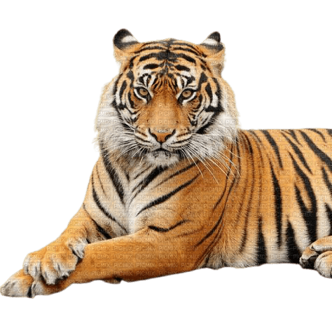 tiger - png grátis