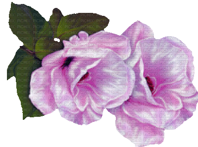 Y.A.M._Vintage Summer Flowers Decor - 免费动画 GIF