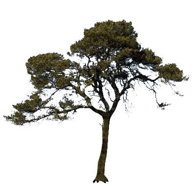 Kaz_Creations Trees Tree - png grátis
