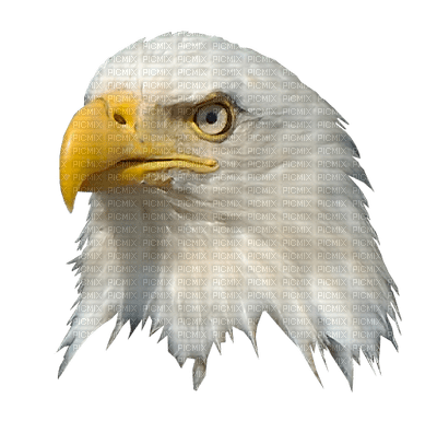 Eagle - PNG gratuit