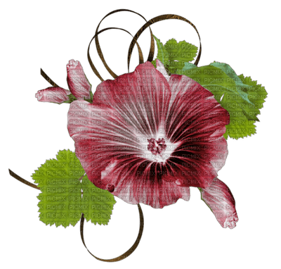 Ladybird - Flower - PNG gratuit