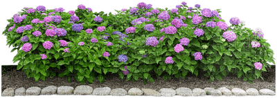 Jardin.Flowers.Victoriabea - Free PNG