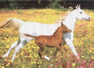 cheval et poulain - bezmaksas png