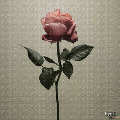 rose-flower<уνσηηєℓℓα> - Gratis animeret GIF
