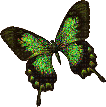 Papillon ** - Бесплатный анимированный гифка