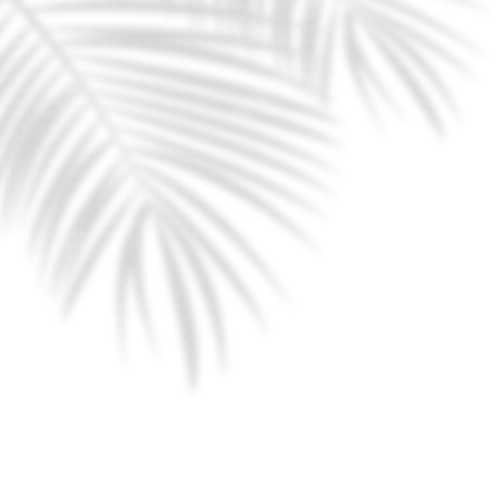 Palm Shadow - png gratuito