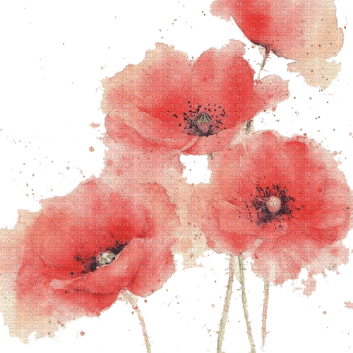 poppies Bb2 - zadarmo png
