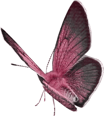 lila-fjäril-minou52 - png gratuito