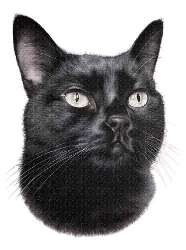 maj chat noir - bezmaksas png
