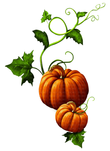 Pumpkins.Orange.Green - PNG gratuit