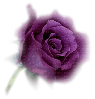 Trandafir m - PNG gratuit