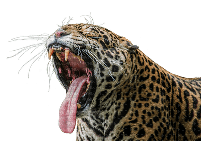 jaguar, wild animal, jaguaari, villieläin - png grátis