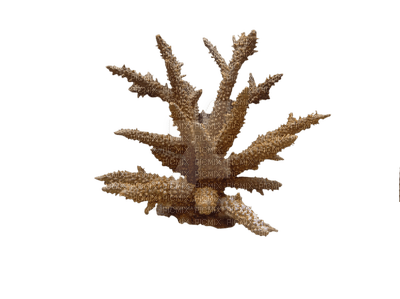 reef coral bp - фрее пнг