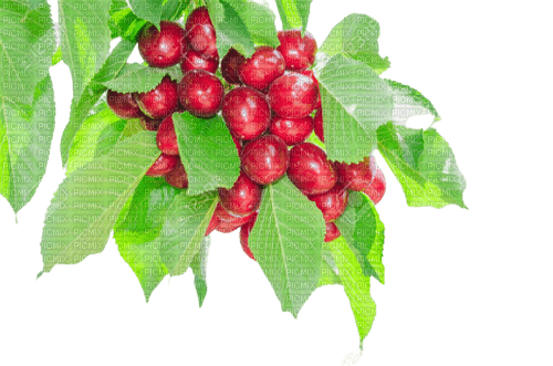 cherry,tree - png gratis