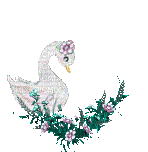 female swan - Animovaný GIF zadarmo