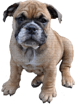 bulldogge welpe - 免费PNG