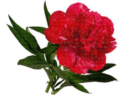rosa-l - Darmowy animowany GIF