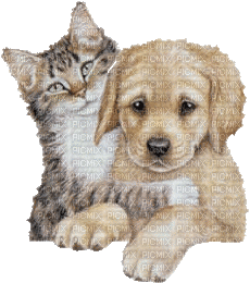 cat and dog gif - GIF animasi gratis