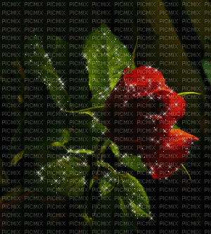 Ladybird - Bottom of creation rose - Zdarma animovaný GIF