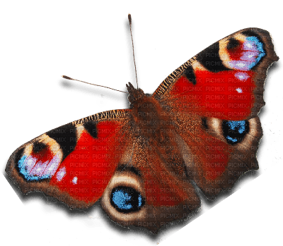 Kaz_Creations Peacock Butterfly Deco - zadarmo png