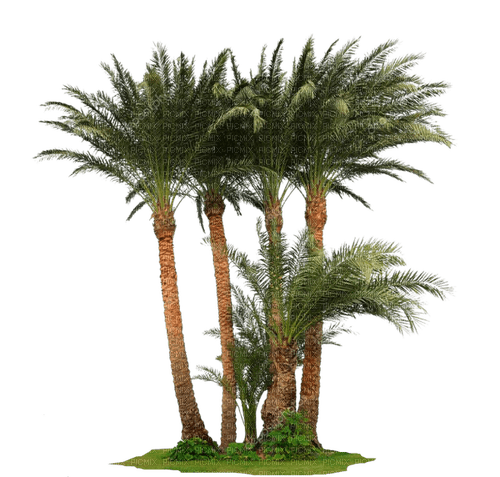 Palm.tree.Palmier.Tropical.Victoriabea - png gratis