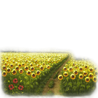 loly33 tournesol - Free PNG