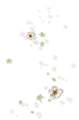 fleur blanche.Cheyenne63 - kostenlos png